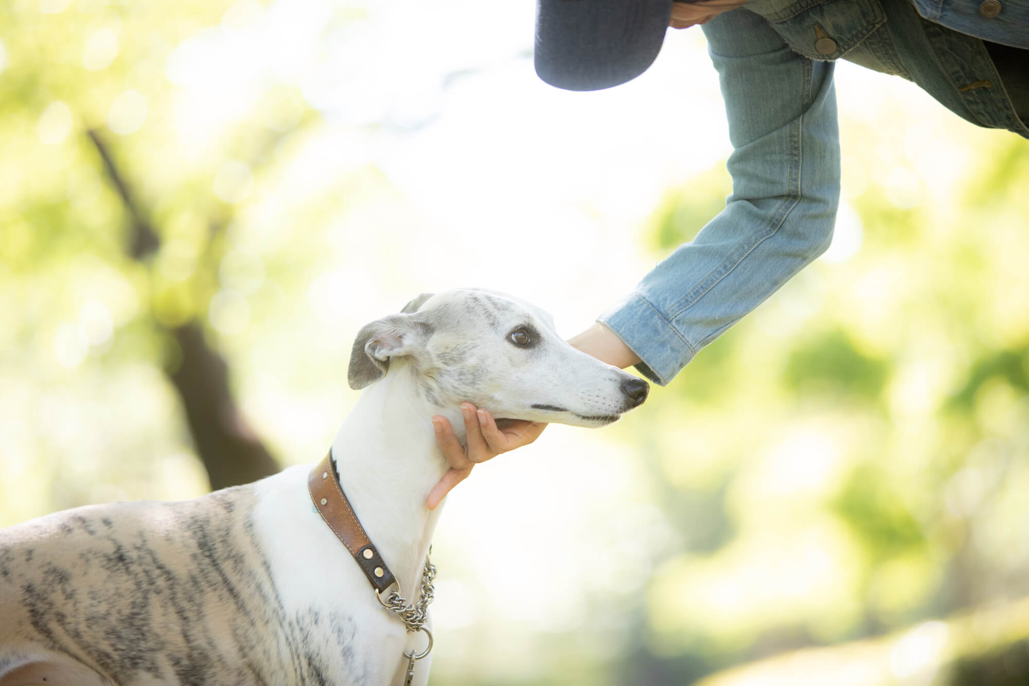 ウィペットの性格を理解して、最高のパートナーになろう